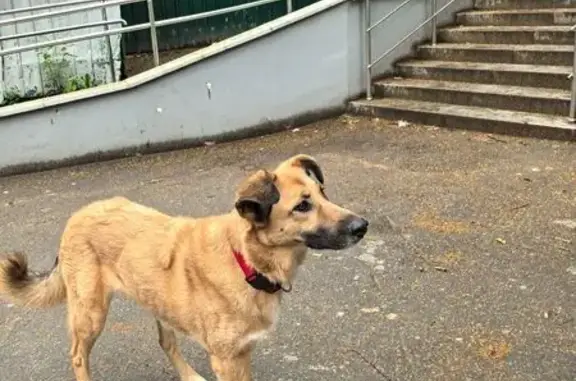 Собака найдена на Тихвинской улице, Москва