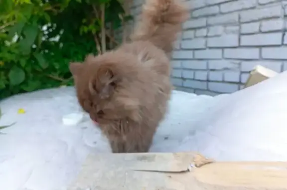 Найденные животные Томск, фото: Кошка найдена, переулок Нахимова 19, Томск