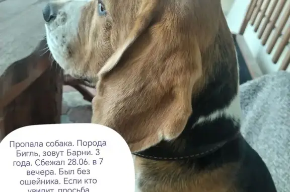 Пропала собака на Дарвина, 25А в Самаре