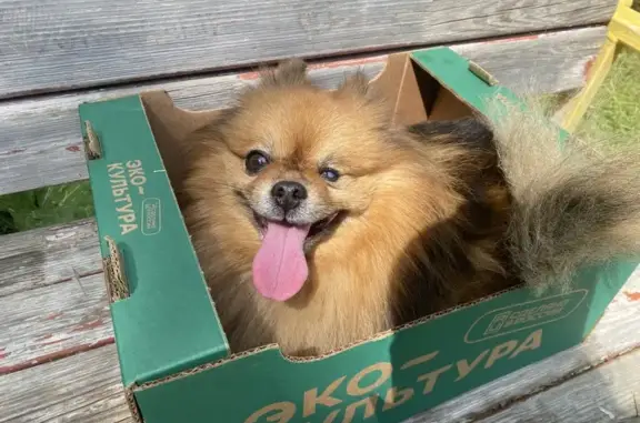 Найдена собака, Озерск, фото: Найдена собака, пр. Победы 10, Озёрск