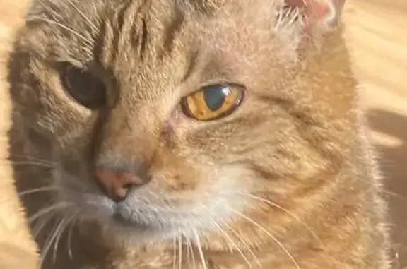 Пропала кошка, ул. Словцова, 10, Красноярск