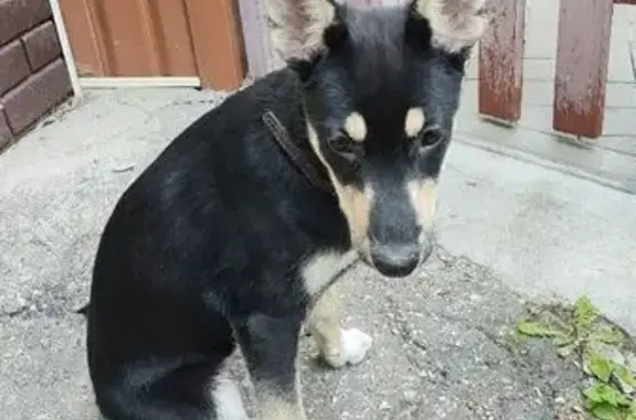 Найдена собака, , фото: Щенок найден на Октябрьской в Рязани