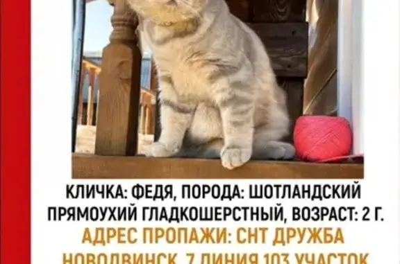 Пропала кошка, СНТ ДРУЖБА, Новодвинск - photo