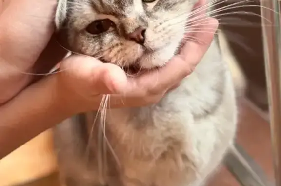 Найдена кошка, Краснодар, фото: Кошка найдена на ул. Жлобы, Краснодар