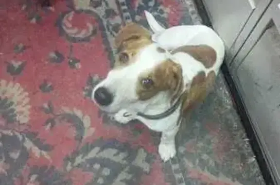 Собаки потеряшки, Астрахань, фото: Потеряшка собака, Малиновый пер., 48, Астрахань