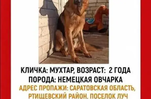 Пропала собака на ул. Ленина, Луч