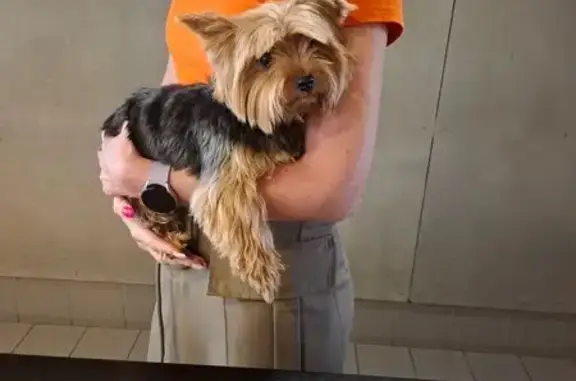 Собака найдена, Нарвская ул., Калининград