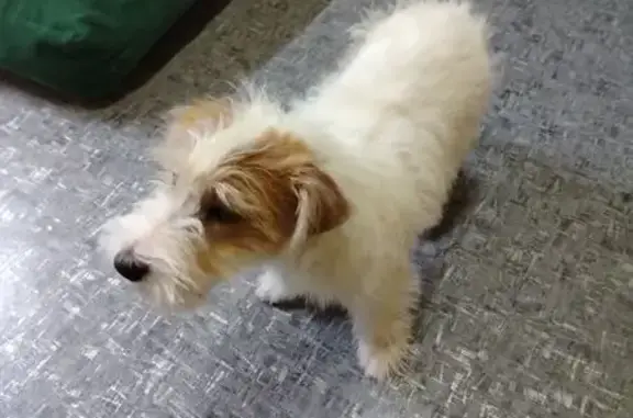 Собаки потеряшки, , фото: Потеряшка собака, ул. Бабушкина, 139