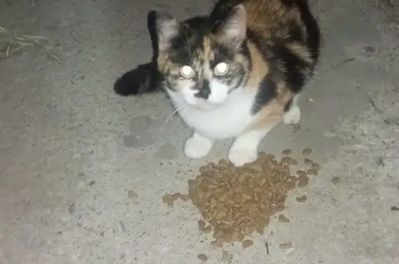 Кошка найдена: пр. Строителей, 68, Иваново