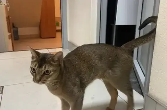 Найдена кошка, Ставрополь, фото: Найдена кошка, ул. Мира 116А, Ставрополь