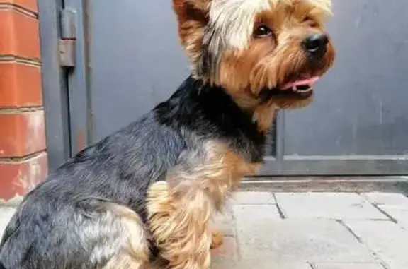 Йоркширский терьер найден в Анапе, Пустошкина 22