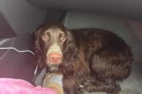 Собака найдена: Пионерская ул, 16, Ширяево