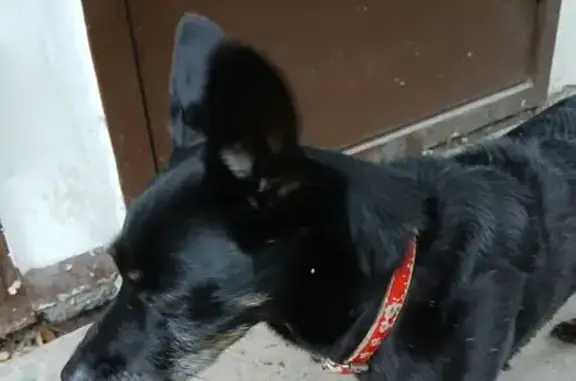 Найдена собака, Октябрьский пр., 9, Кемерово