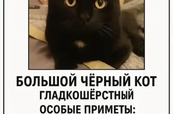 Пропала кошка, Тихая ул., Москва