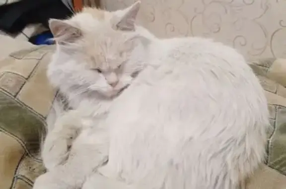 Пропала кошка, ул. Пугачёва, 65, Орёл
