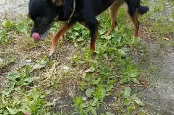 Санаторная 12: найдена чихуахуа