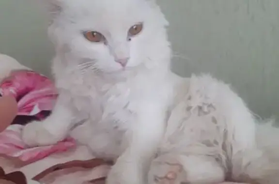 Кошка найдена в автобусе на ул. Гагарина