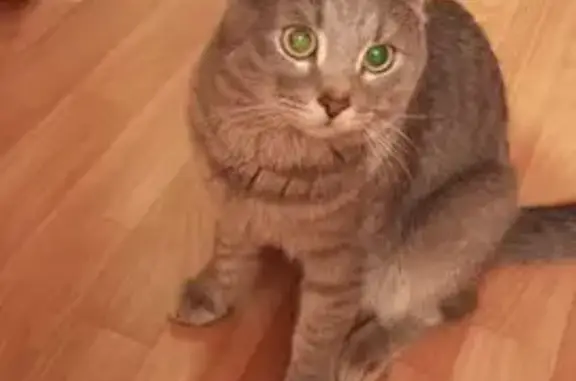 Кошки потеряшки, Пермь, фото: Потеряшка кошка, ул. Никулина 6, Пермь