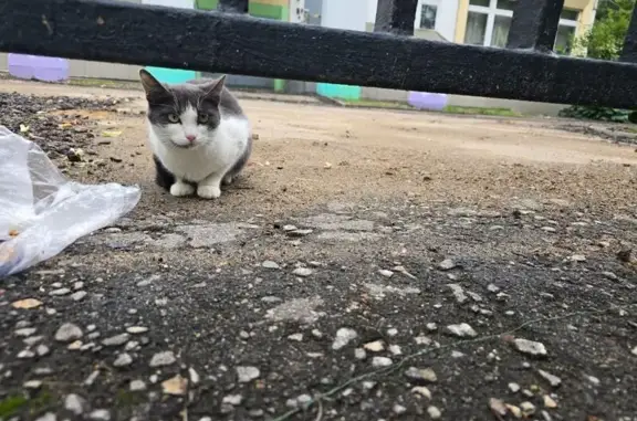 Кошка найдена: ул. Главмосстроя, 5, Москва