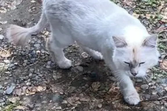 Кошка найдена: 1-я Ленинградская ул. 19