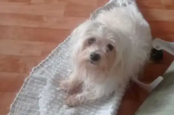 Собака найдена: ул. Горобца, 6, Тверь