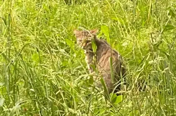 Найдена кошка, Тихонравова 35 к1, Королёв