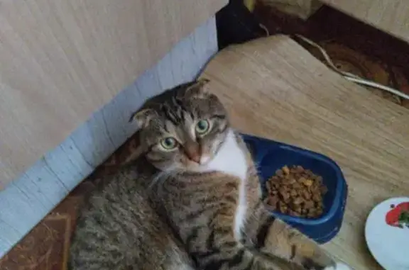 Кошки потеряшки, Санкт-Петербург, фото: Потеряшка кошка, ул. Д. Бедного, 26 к3