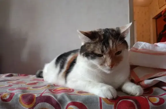 Кошки потеряшки, Таптыковский сельсовет, фото: Потеряшка кошка в СНТ Берендей, Башкортостан