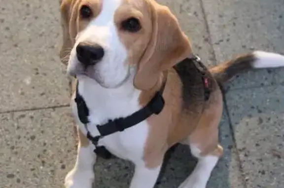 Собаки потеряшки, Нижний Новгород, фото: Потеряшка собака, Тарханова 24, Н.Новгород