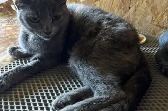 Найдена кошка, Кохма, фото: Кошка найдена: шоссе Энергетиков, Кохма