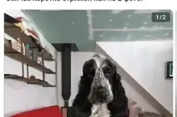 Найдена собака: пр. Ленина, Челябинск