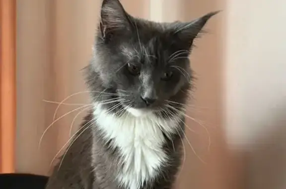 Пропала кошка, Яблочная ул., 11, Отрадное