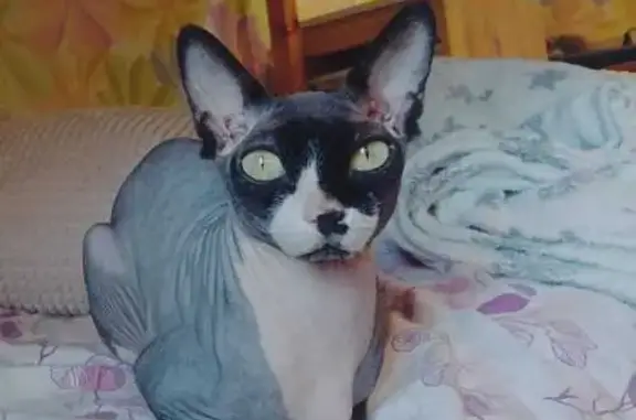 Кот найден: ул. Победы, 22, Северск