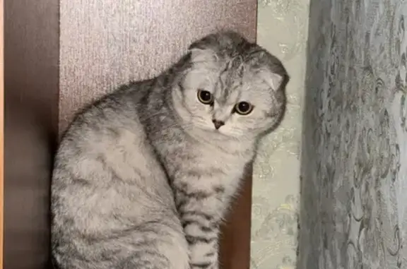 Кошки потеряшки, , фото: Потеряшка кошка, Ленинская ул. 11, Кизильское