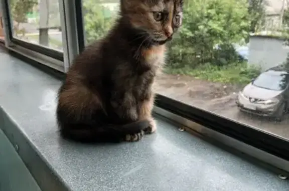 Кошка найдена: пр. Победы, 14, Липецк