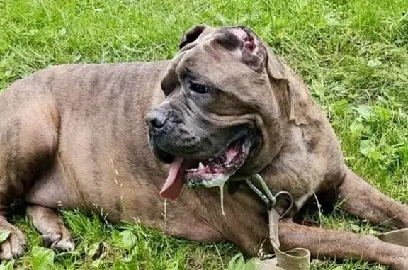 Найдена собака, Бабынино, фото: Тигровый корсо найден: Дорожная ул, 21