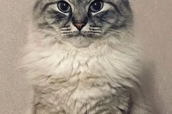 Кошки потеряшки, Краснодар, фото: Потеряшка кошка, 2-й пр. Стасова, 64, Краснодар