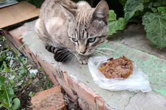 Найдена кошка, Тверская 35, Саратов