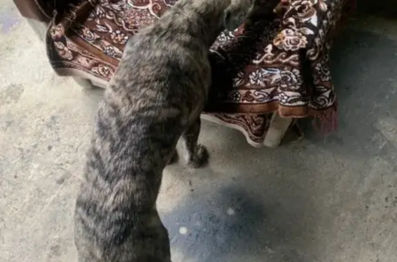 Найдена собака, Хадыженск, фото: Собака найдена: ул. Фурманова 45, Хадыженск