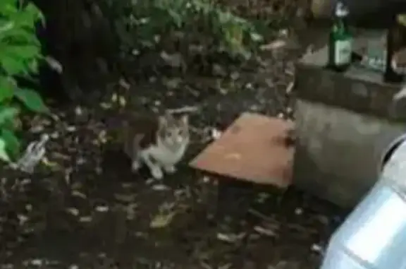 Найденные животные Москва, фото: Найдена кошка, Фортунатовская ул. 17, Москва