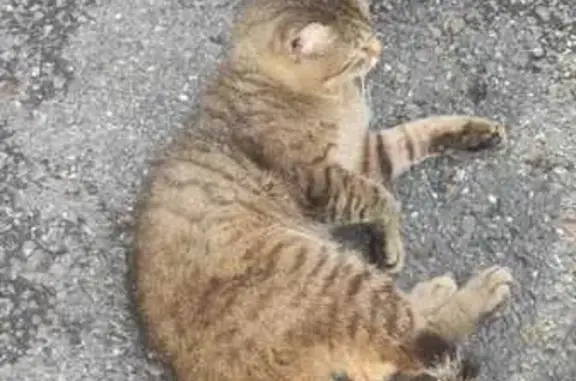 Найдена кошка, Уфа, фото: Кошка найдена: ул. Горького, 56, Уфа