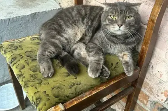 Объявления о пропавших и найденных животных, Омск, фото: Кошка найдена: пр. Мира, 173/3, Омск