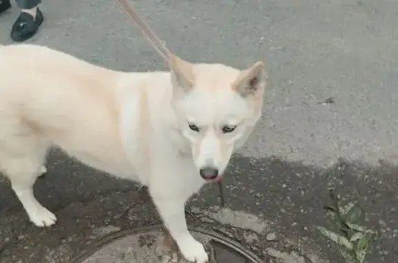 Найдена собака, Тула, фото: Собака найдена: ул. Руднева, 61, Тула