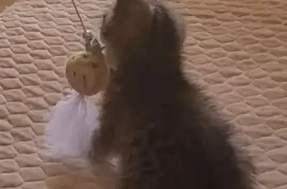 Кошки потеряшки, , фото: Потеряшка кошка, Цоци-Юрт, Чечня