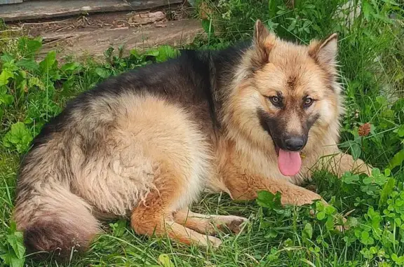 Найдена собака, Казань, фото: Собака найдена, Шоссейная ул., Казань