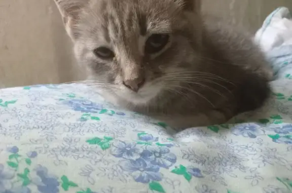 Пропала кошка, ул. Терновского, 19, Пенза