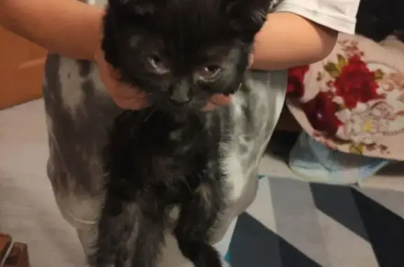 Кошка найдена у Клубная улица, 38, городской округ Ижевск