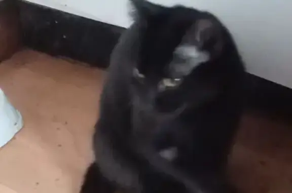 Пропала кошка, ул. Буревестника 3, Донецк