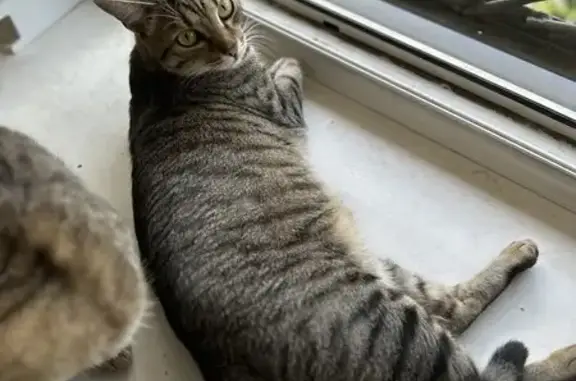 Кошки потеряшки, Кемерово, фото: Потеряшка кот, ул. Сибиряков-Гвардейцев 6