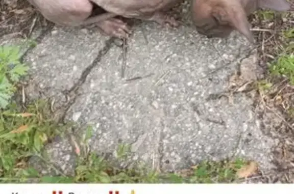 Кошка найдена: Казань, Татарстан